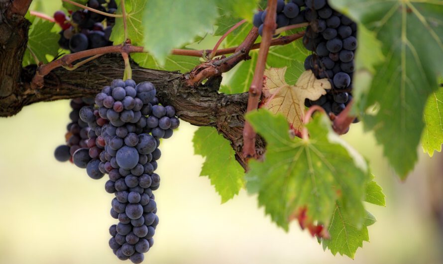 Pinot Grigio: frisse witte wijn voor zwoele zomerdagen